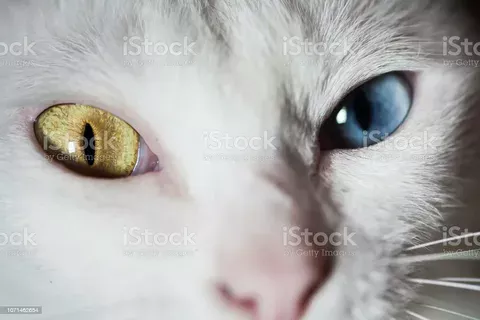 Кошачья свадьба